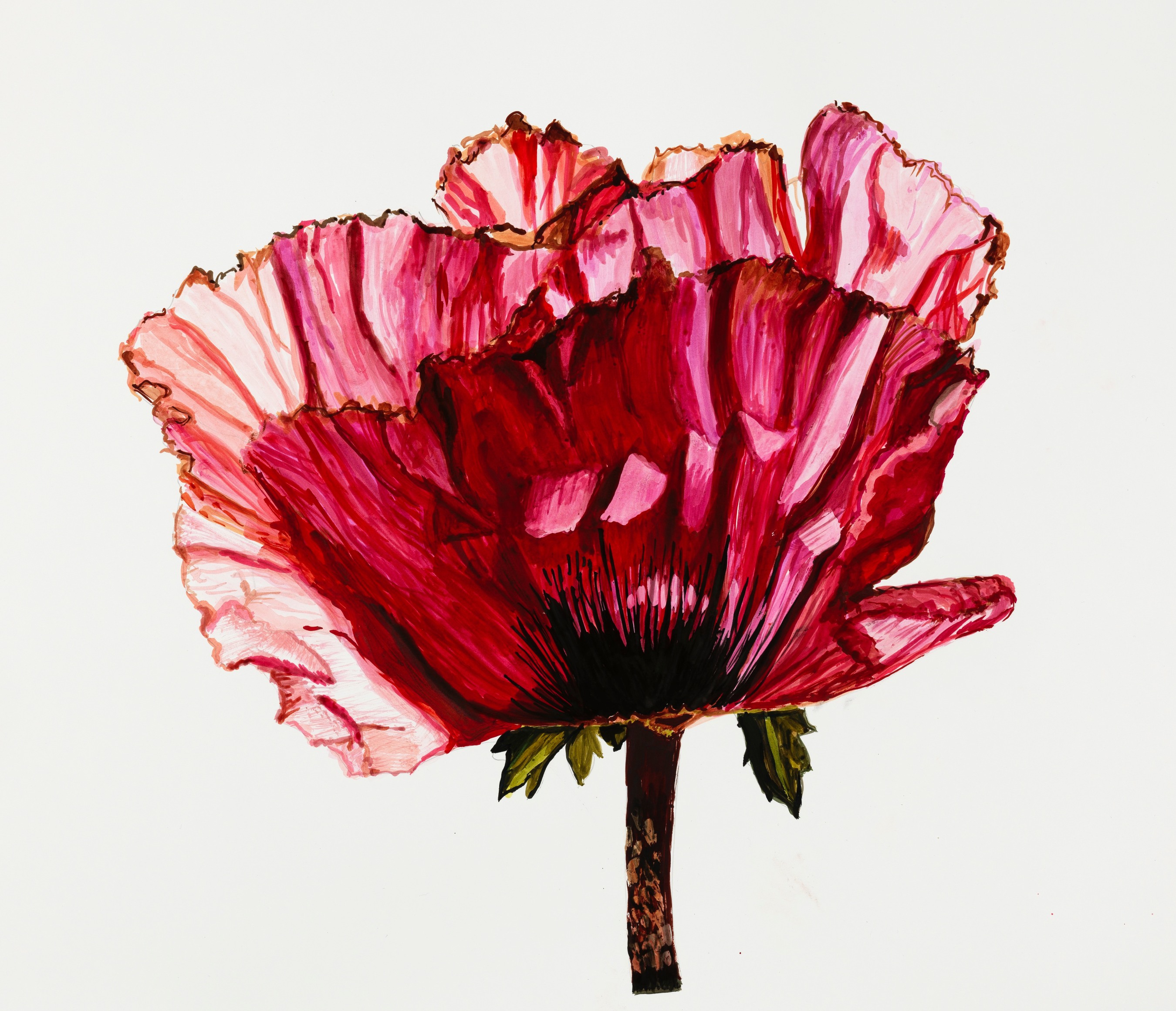 Sharon Core, Poppy: Lavender Glory, Page 21, 2024. Archival ink on paper, 20 1/8 x 21 inches.