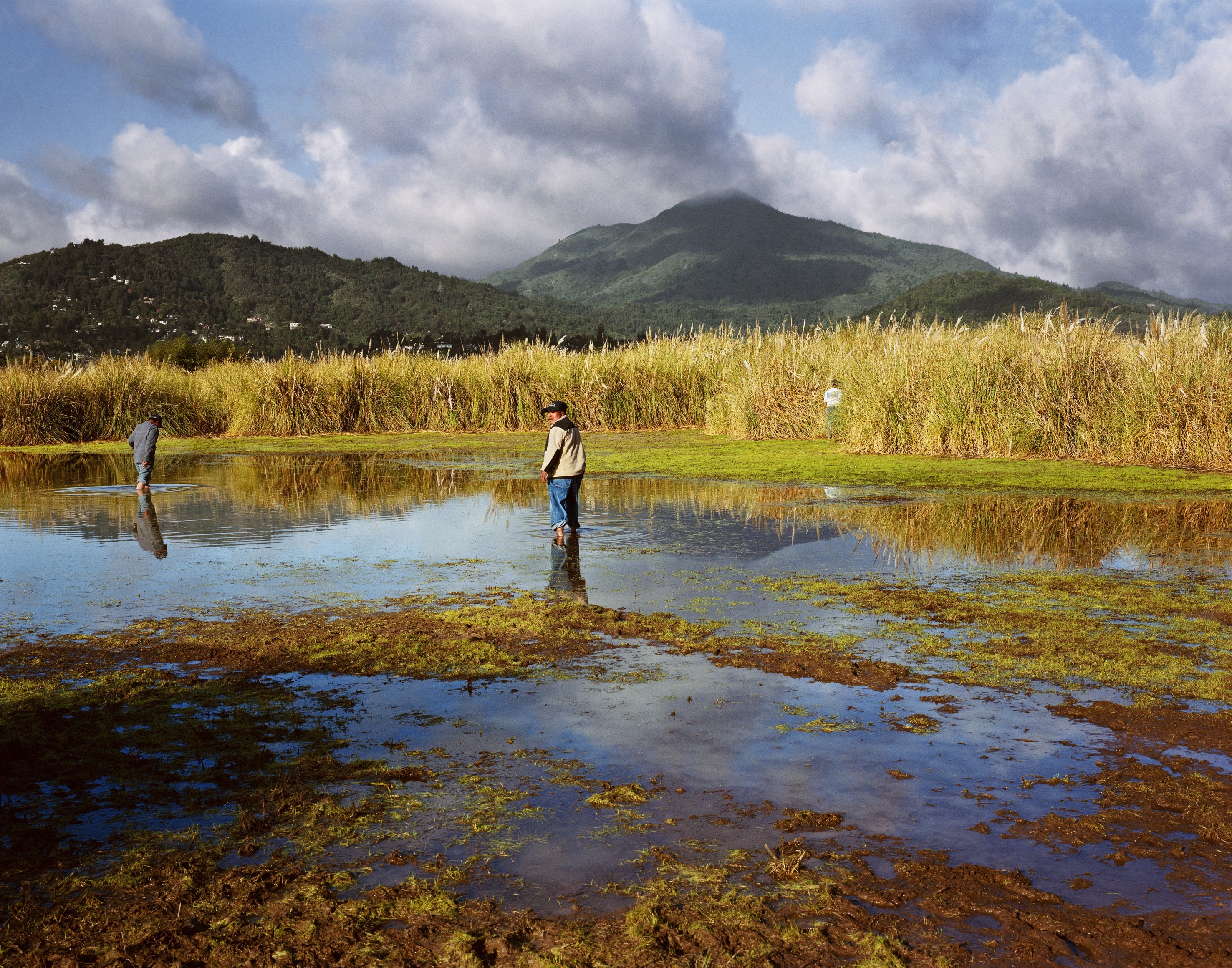 Larry Sultan,&nbsp;Corte Madera Marsh,&nbsp;2009.