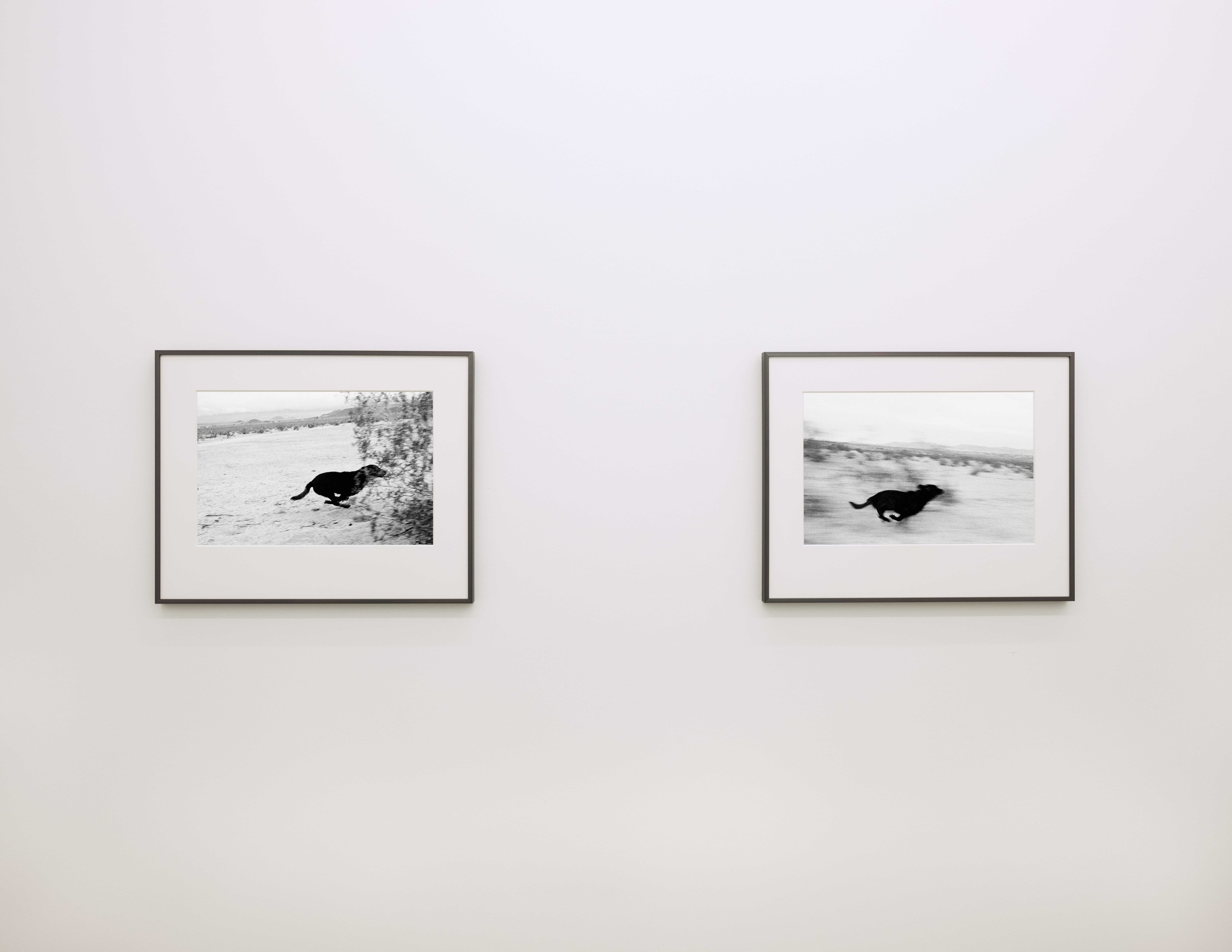 John Divola - Dogs Chasing My Car in the Desert