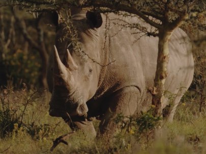 Reflecting on the conservation of the earth’s wildlife and wild places - White Rhino &amp; &quot;Great White”