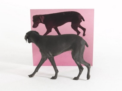 William Wegman