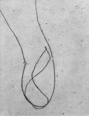  Aaron Siskind 	Seaweed 12, 1953 	Gelatin silver print mounted to board, printed c.1953 	13 1/4 x 10 inches