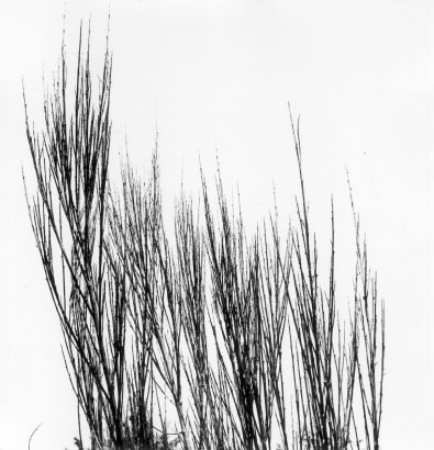  Aaron Siskind 	Viterbo Broom 40, 1967 	Gelatin silver print, printed c.1967 	10 x 8 inches
