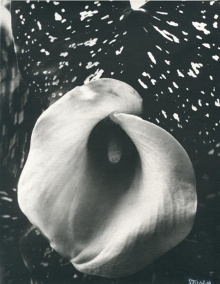 Edward Steichen - Untitled, c. 1927 | Bruce Silverstein Gallery