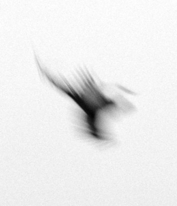 Trine Sondergaard &amp; Nicolai Howalt&nbsp;-  Dying Birds #14, 2005-2010  | Bruce Silverstein Gallery