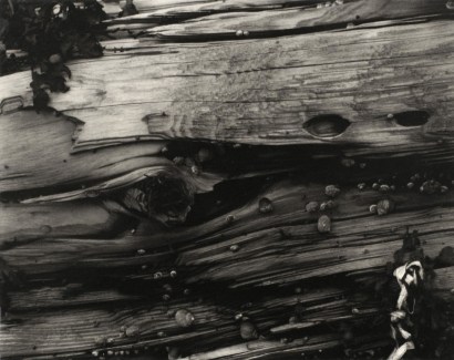 Paul Strand - Driftwood #3, 1928 | Bruce Silverstein Gallery