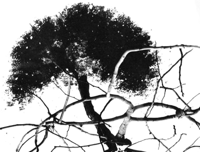 Mario Giacomelli -  Dicembre,&nbsp;1960-70&nbsp;(December)  | Bruce Silverstein Gallery