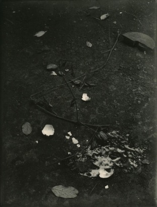 Josef Sudek - Untitled (Still life with Branches and Broken Egg), c. 1950-54 | Bruce Silverstein Gallery