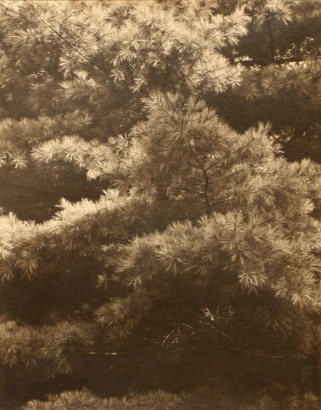 Paul Strand - Connecticut Pines, 1925 | Bruce Silverstein Gallery