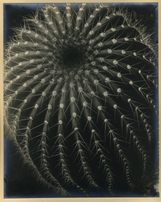 Brett Weston - Cactus, 1931  | Bruce Silverstein Gallery