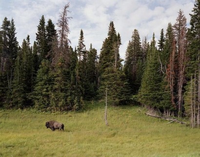 Jesse Chehak -  Bison, Yellowstone Park, Wyoming, 2007  | Bruce Silverstein Gallery