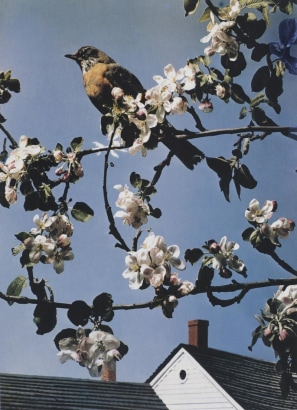 Paul Outerbridge - First Robin of Spring, 1938 | Bruce Silverstein Gallery