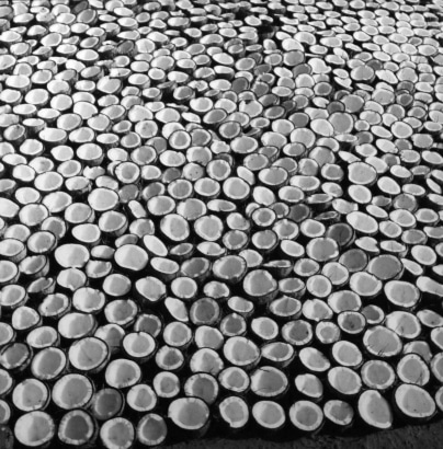 Rosalind Fox Solomon - Coconuts, India, 1981 Gelatin silver print, printed 2001 | Bruce Silverstein Gallery