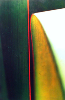 Ernst Haas -  Cactus Leaf,&nbsp;1969  | Bruce Silverstein Gallery