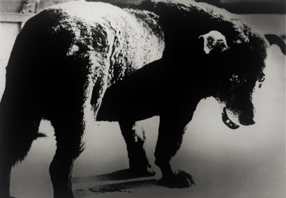 Daido Moriyama - Stray Dog, Misawa, 1971 Gelatin silver print ; Bruce Silverstein Gallery