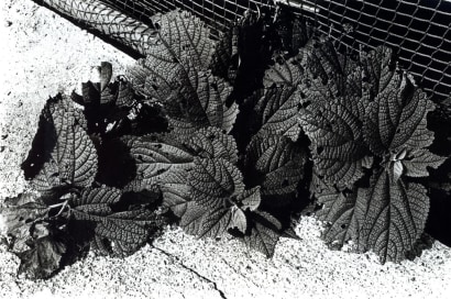 Daido Moriyama - Beefsteak Plant, Tokyo, 1990 Gelatin silver print, printed c. 1990. 8 x 10 inches ; Bruce Silverstein Gallery