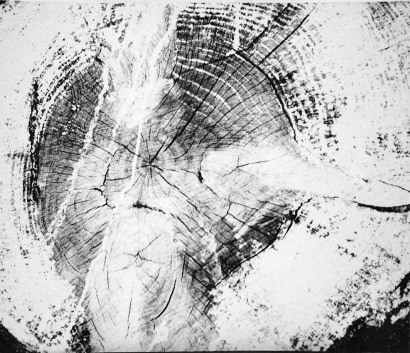 Mario Giacomelli -  Motivo suggerito dal taglio dell&rsquo;albero,&nbsp;1967-68&nbsp;(Motif suggested by the cut of the tree)  | Bruce Silverstein Gallery