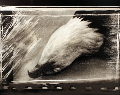 John Wood - Bald Eagle Pelt, 1985 Gelatin silver print mounted to board, printed c. 1985 | Bruce Silverstein Gallery
