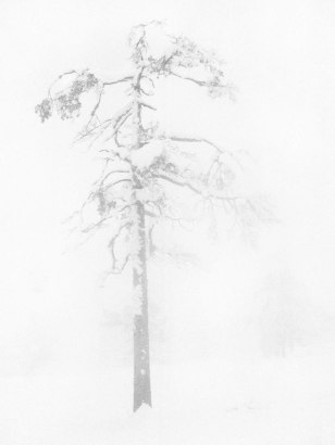 Trine Sondergaard &amp; Nicolai Howalt&nbsp;-  Tree #6, 2007  | Bruce Silverstein Gallery