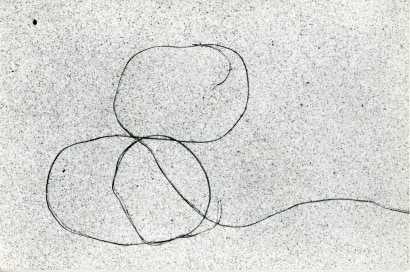 Aaron Siskind, Seaweed #3 (Card), 1947