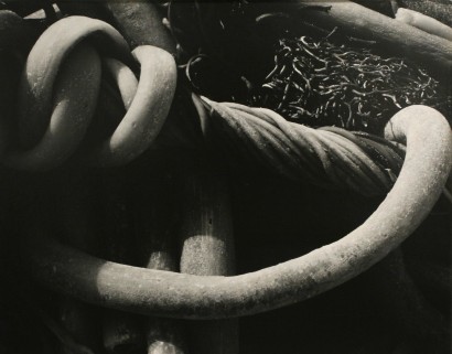 Edward Weston&nbsp;- Kelp, 1930 Gelatin silver print mounted to board, printed c. 1930 | Bruce Silverstein Gallery