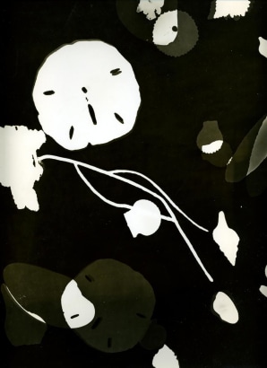 Barbara Morgan - Photogram #2, n.d. Photogram | Bruce Silverstein Gallery