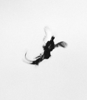 Trine Sondergaard &amp; Nicolai Howalt&nbsp;-  Dying Birds #8, 2005-2010  | Bruce Silverstein Gallery