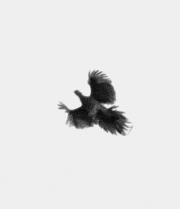 Trine Sondergaard &amp; Nicolai Howalt&nbsp;-  Dying Birds #11, 2005-2010  | Bruce Silverstein Gallery