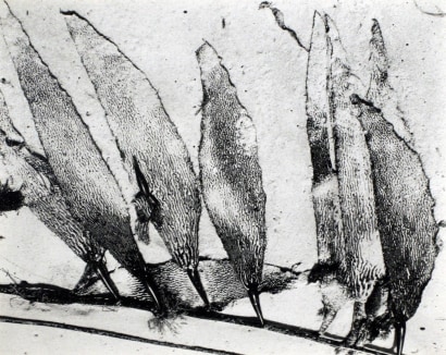 Edward Weston&nbsp;- Seaweed, Carmel Beach, 1930 Gelatin silver print mounted to board, printed c. 1951-52 | Bruce Silverstein Gallery