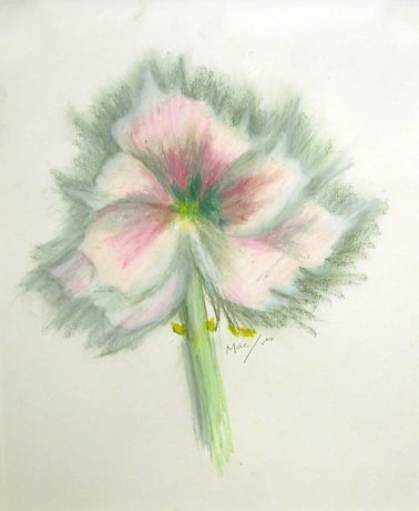 Amaryllis,&nbsp;1992, pastel on paper, 17 x 13 1/2 inches