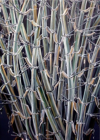Rajan Krishnan, Plant from the Grove by the River 5