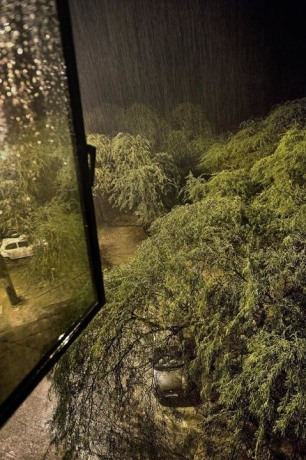 Raghu Rai TREES IN RAIN, MEHRAULI