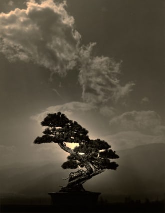 Yamamoto Masao,&nbsp;#4007, 2018,&nbsp;from the series&nbsp;Bonsai. Gelatin silver print, 14&nbsp;x 11&nbsp;inches.