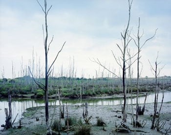 Dead Trees, Spain, 2001