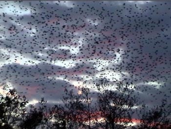 Jodie Vicenta Jacobson, still from &quot;Displaced,&quot; 2002, color DVD video, 4 minutes