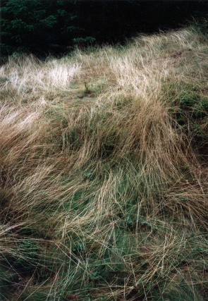 Forest #10, Untitled (Grass Drawings), 2004, 20 x 14 inch chromogenic print