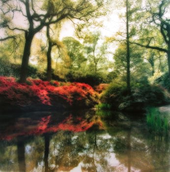 &quot;Isabella Plantation, England, 2009&quot;  [4-09-23c-1], 19 x 19 inch / 28 x 28 inch Chromogenic Print; Edition of 15 / 38 x 38 inch Chromogenic Print; Edition of 6