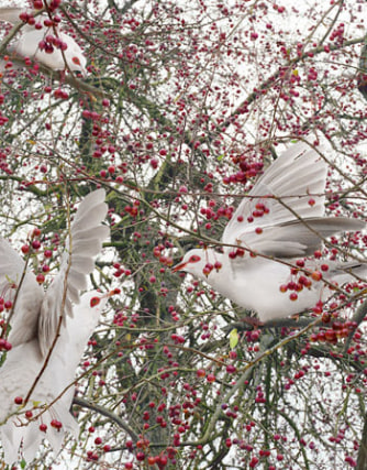 Simen Johan, &quot;Untitled #162,&quot; from the series &quot;Until the Kingdom Comes,&quot; 2010, 37 1/2 x 30 1/2 inches, Edition of 6