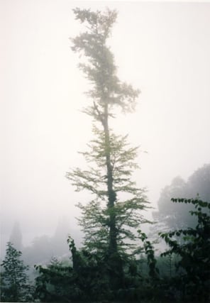 Jitka Hanzlov&aacute;, Untitled (Beech Tree), from the series Here, 2008, C-print, 12 x 8 inches, Edition of 8