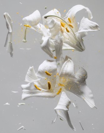 Ori Gersht, Lilium Candidum D03, 2018. Archival pigment print, 47 1/4 x 40 3/8 inches.