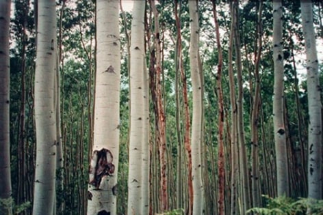 Aspens,&nbsp;2003, chromogenic print, 30 x 40 inches, edition of 10