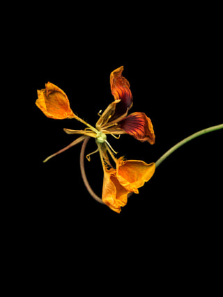 Flowers #11, Untitled (Capuchin), 2011, 7 x 9 inch archival pigment print