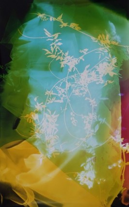 Bryan Graf, Field Recording (Sun Room IV), 2016. Chromogenic photogram, 64 1/2 x 41 inches.