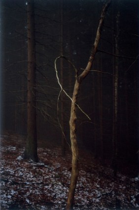 Forest #4, Untitled (Dead Tree Dancing), 2005, 10 1/2 x 7 inch chromogenic print