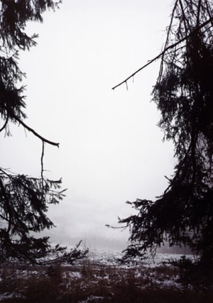 Forest #30, Untitled (Split), 2005, 24 x 20 inch chromogenic print