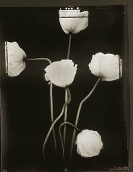 Poppies (403), 1997, 20 x 24 inch Toned Silver Print, Signed and dated recto. signed, dated, titled editioned on verso, Edition of 25