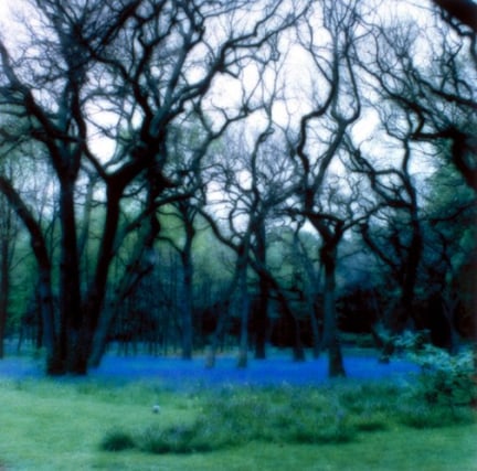 Parc de Bagatelle, France (5-95-2c-8), 1995,&nbsp;19 x 19,&nbsp;28 x 28,&nbsp;or 38 x 38 inch&nbsp;archival pigment print