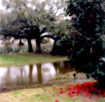 &quot;Avery Island, Louisiana, 2007&quot;  [2-07-20c-1], 19 x 19 inch / 28 x 28 inch Chromogenic Print; Edition of 15 / 38 x 38 inch Chromogenic Print; Edition of 6