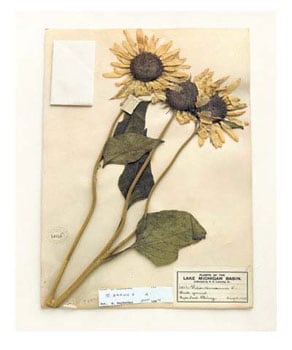 Field Museum, Helianthus Annuus, Illinois, 1899