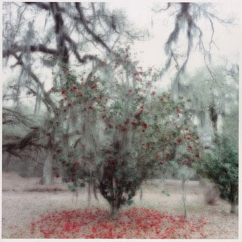 Avery Island, SC (2-96-11c-1), 1996 Chromogenic print, 28 x 28 inches